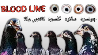 Pure Teddy Pigeon BLOOD LINE | Ch Sakhi Muhamamd Bhatti Pigeons
