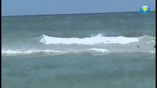 Esther Forestandi, and others watch as a shark cruised Siesta Key prowled along Saturday #htnews #ht