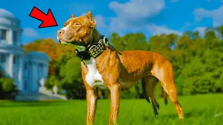 Pros and Cons of Owning an American Pitbull Terrier