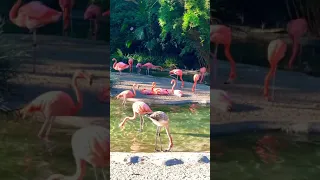 Flamingo, San Diego Zoo, California