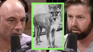 Searching for the Tasmanian Tiger | Joe Rogan & Forrest Galante