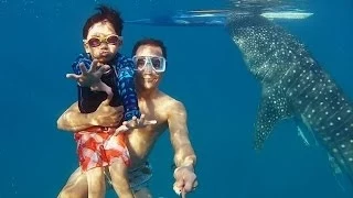 GoPro: Whaleshark Dive in the Philippines