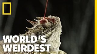 Blood Shooting Eyes | World's Weirdest