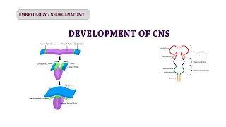 Embryology  of CNS | Neuroanatomy