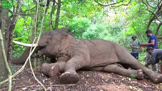 Huge injured elephant gets treated and injected:Emergency Rescue Operation