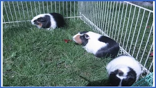 Guinea Pigs Chillin in the Yard