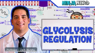 Metabolism | Regulation of Glycolysis