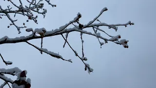 ASMR Snow Melting ~ Forest Sounds (Relaxing)