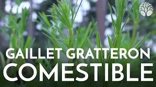 Gaillet gratteron, plante sauvage comestible.