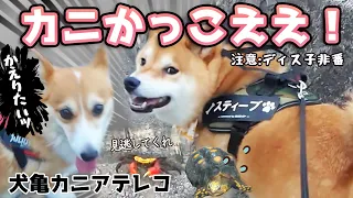 【犬カニ亀アテレコ】カニに興味がありまくる柴犬