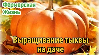 Выращивание тыквы на даче