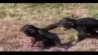 Amazing Animals Fails! Funny!!!