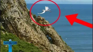 Top 10 Unbelievable Pegasus Caught on Camera In Real Life