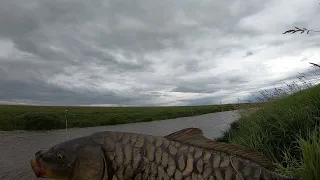 НЕ ДУМАЛ ЧТО В ЭТОЙ РЕЧУШКЕ ВОДЯТСЯ ТАКИЕ КАБАНЫ. ПОЙМАЛ ТРОФЕЙНОГО КАРПА,САЗАНОВ И ОГРОМНОГО КАРАСЯ