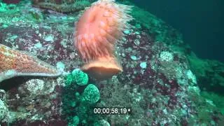 Swimming anemone stinging and escaping from leather starfish. Low res sample of HD stock footage