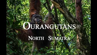 Best Wild Ourangutans trekking in Bukit Lawang North Sumatra  Indonesia