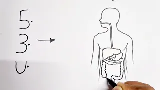 53U turns into Human Digestive system diagram drawing class 10