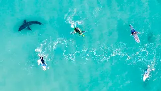 Amazing GREAT WHITE SHARK Drone Footage & Catching Giant Mackerel In My Back Yard - Ep 226