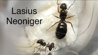 Lasius Neoniger… how to raise guide