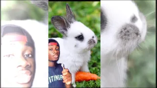 Rabbits Aren’t As Cute As You Think