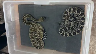 Mojave Rattlesnake vs. Western Diamondback- What are the differences?