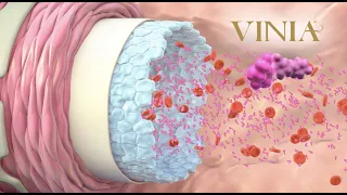 The Science behind how VINIA® works inside your body