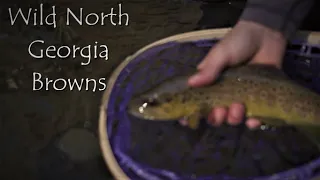 Small Stream Loaded with Brown Trout | North Georgia