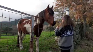 Playing Native American Flute for beautiful horses with Enchanted Flute (part 2)