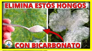 COMO ELIMINAR LOS HONGOS OIDIO Y MILDIU DE LAS PLANTAS con BICARBONATO DE SODIO | Gio de la Rosa