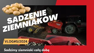 Sadzimy ziemniaki całą dobę. Nareszcie praca idzie zgodnie z planem.