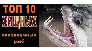 ТОП 10 хищных аквариумных рыб