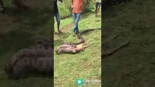 Giant Cobra swallowed a DEER. You never seen befor