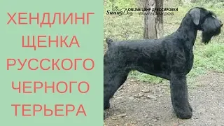 Хендлинг щенка русского черного терьера