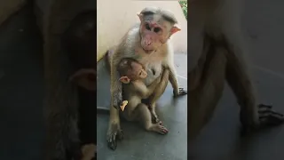 The Most Loving Mother Monkey
