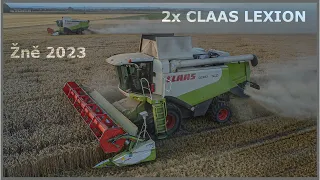 Žně 2023 | Sklizeň pšenice | 2 kombajny Claas Lexion, Case IH Puma 225 CVX, MF 7726