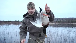 Весновка на воде. Охота на селезня с манной уткой. Разные виды уток садились в лужу.