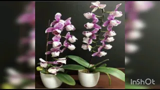 Новинки орхидеи от садовника SONYA