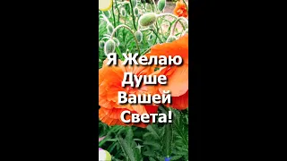 Я Желаю Вам каждому Счастья