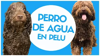 PERRO DE AGUA EN PELUQUERÍA 🐶 💦  - Peluquería canina