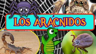 🕷️🦂 LOS ARÁCNIDOS y sus características 🦂🕷️| Videos educativos para niños | Aprende con Tortuguina 🐢