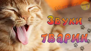 ЗВУКИ ТВАРИН - ЗБІРКА - Розвиваючі відео українською мовою