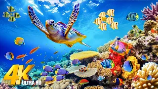 Under Red Sea 4K - Beautiful Coral Reef Fish - Healing Music For The Heart & Blood Vessels #3
