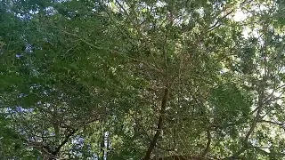 relaxing time under the shade tree ( WARNING : FLASHING SUN ) #nature #relaxing #comforting #outdoor