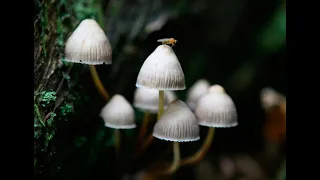 Псилоцибин, Наука о волшебных грибах, как грибы могут Помочь