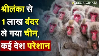 भारत के पड़ोसी देश से चुपचाप 1 लाख बंदर ले गया China ! China Imports 1 lakh Monkey| Sri Lanka Crisis