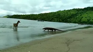 Komodo Dragon attack a deer on the beach (komodo attack 2021)