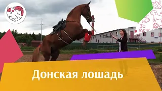 Донская лошадь на ilikepet