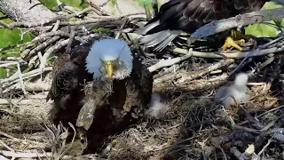 Trempealeau Eagles. Fish gets stolen – 04-13-2024