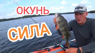 ОКУНЬ, КАК БОНУС !!!