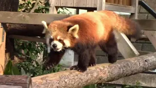 夕暮れ時の活発なレッサーパンダ「イチゴ」 （野毛山動物園）Red Panda [ICHIGO]